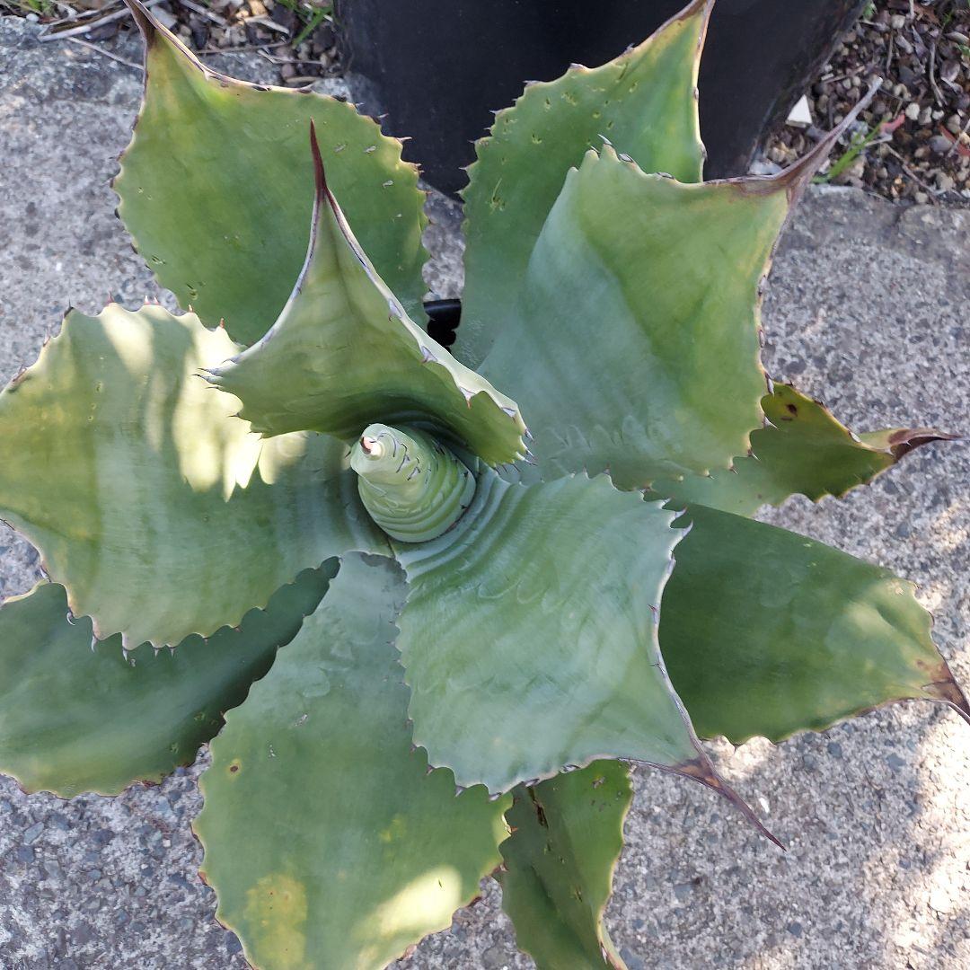 3/8まで　特大！　アガベ　フェロックス　クレイジーホース　耐寒性　初心者