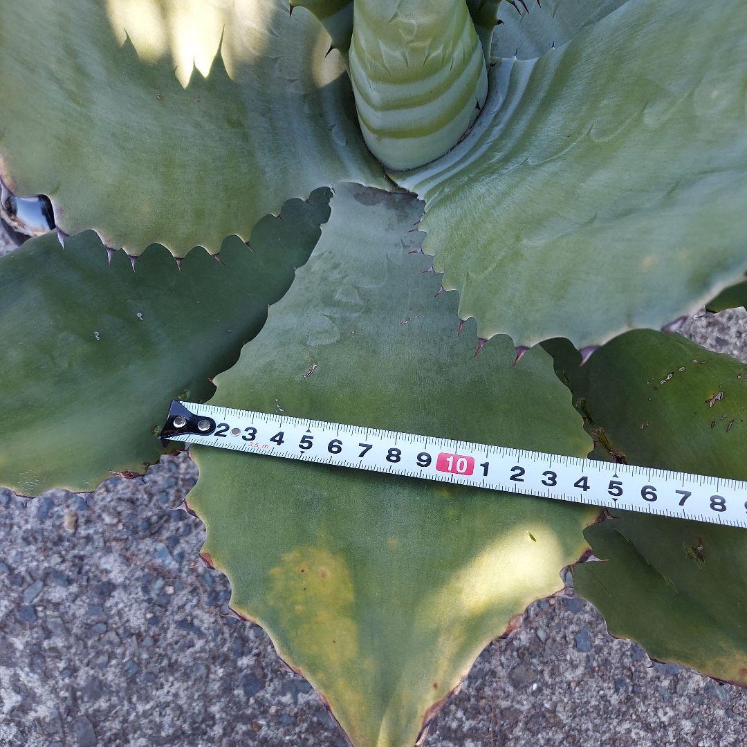 3/8まで　特大！　アガベ　フェロックス　クレイジーホース　耐寒性　初心者