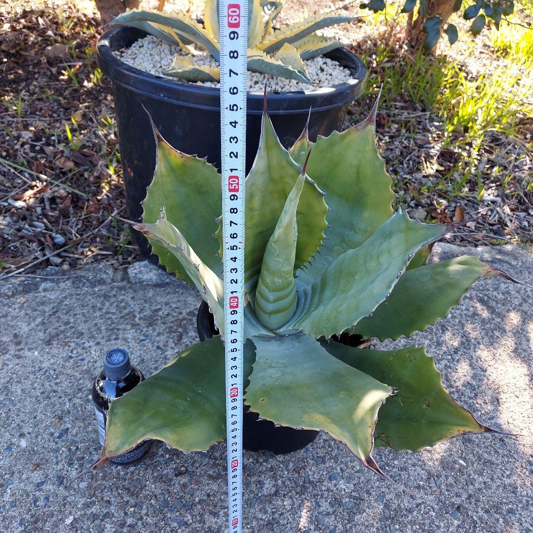 3/8まで　特大！　アガベ　フェロックス　クレイジーホース　耐寒性　初心者