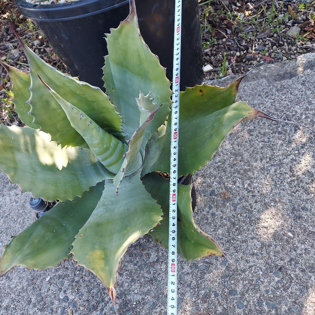 3/8まで　特大！　アガベ　フェロックス　クレイジーホース　耐寒性　初心者