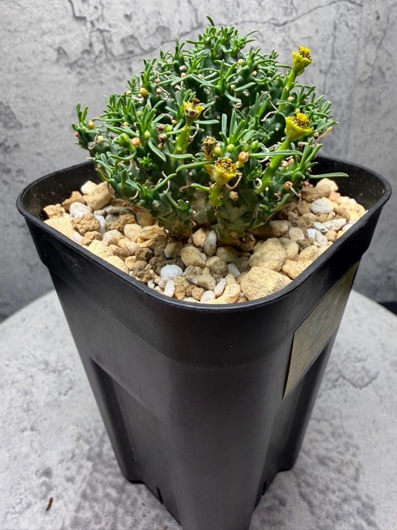 ユーフォルビア デセプタ 実生 良型 美株　②