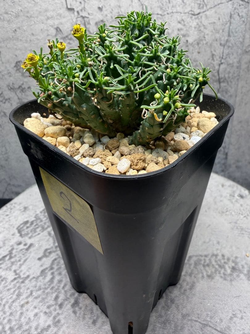 ユーフォルビア デセプタ 実生 良型 美株　②