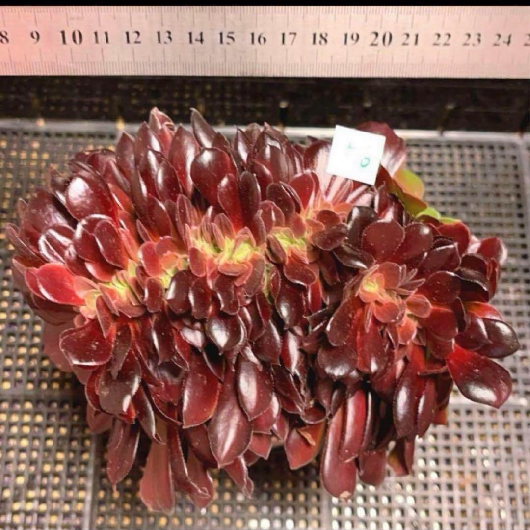 56#多肉植物アエオニウム❤️カシミヤバイオレットセッカ ❤️ 17cm拔き苗