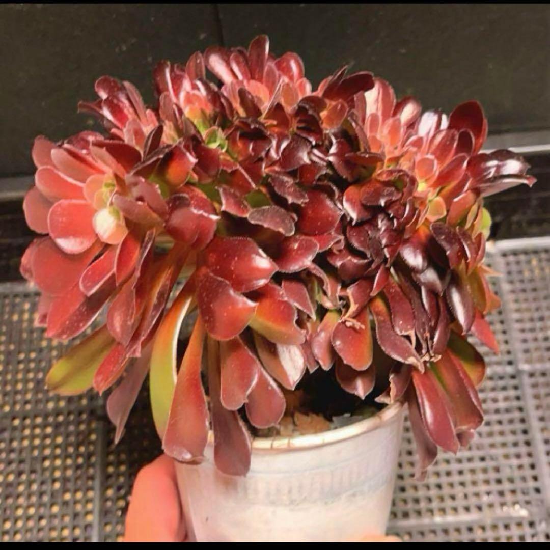 56#多肉植物アエオニウム❤️カシミヤバイオレットセッカ ❤️ 17cm拔き苗