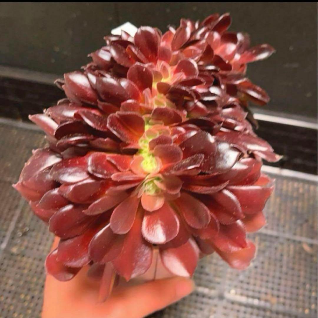 56#多肉植物アエオニウム❤️カシミヤバイオレットセッカ ❤️ 17cm拔き苗