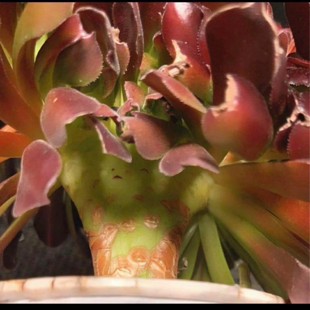 56#多肉植物アエオニウム❤️カシミヤバイオレットセッカ ❤️ 17cm拔き苗