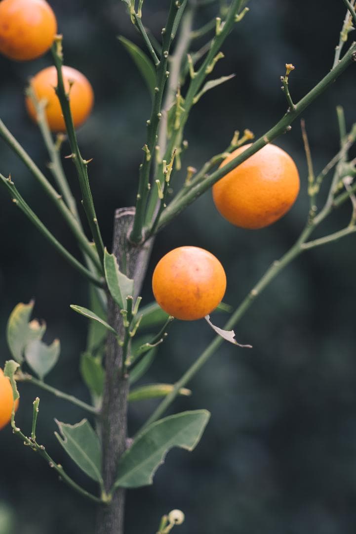 虹のかかる沈胴！Leica Elmar M 90mm F4 沈胴 オールドレンズ
