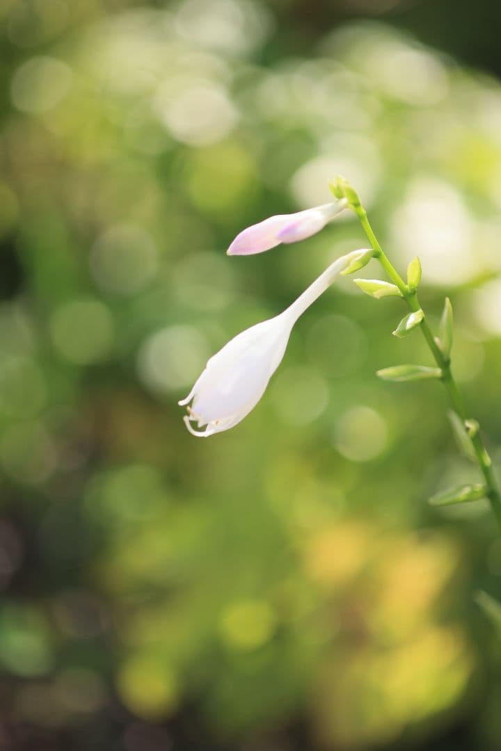 《銘玉》TAMRON SP 90mm F2.5 52B 【良品】