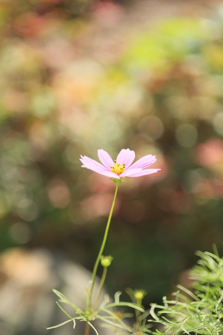 《銘玉》TAMRON SP 90mm F2.5 52B 【良品】