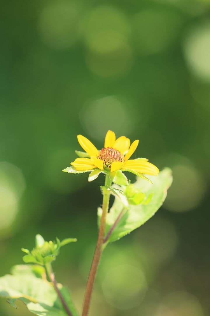 《銘玉》TAMRON SP 90mm F2.5 52B 【良品】
