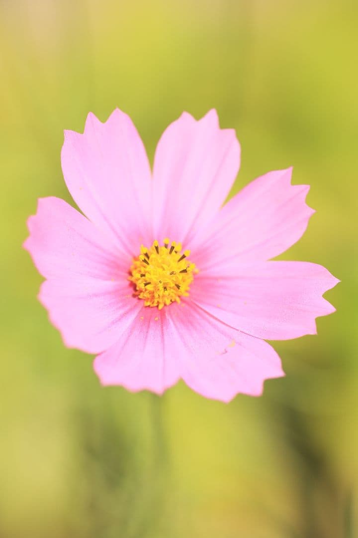《銘玉》TAMRON SP 90mm F2.5 52B 【良品】