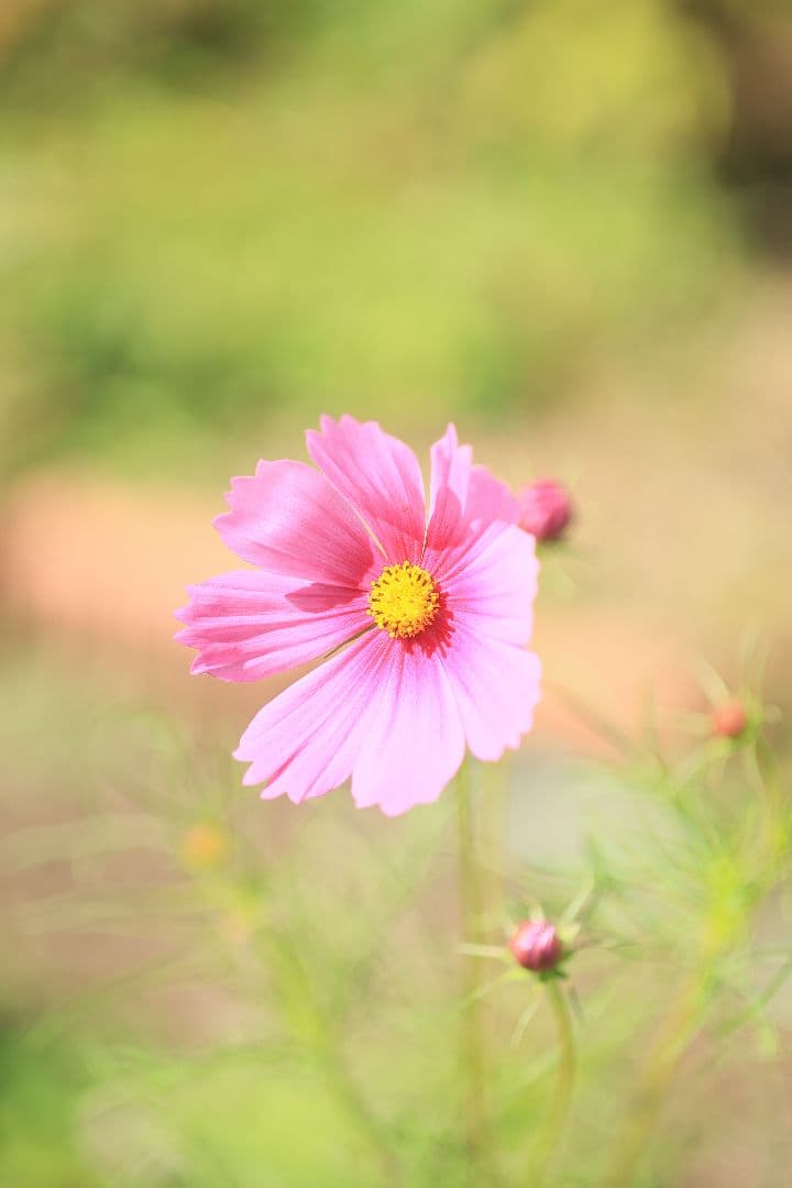 《銘玉》TAMRON SP 90mm F2.5 52B 【良品】