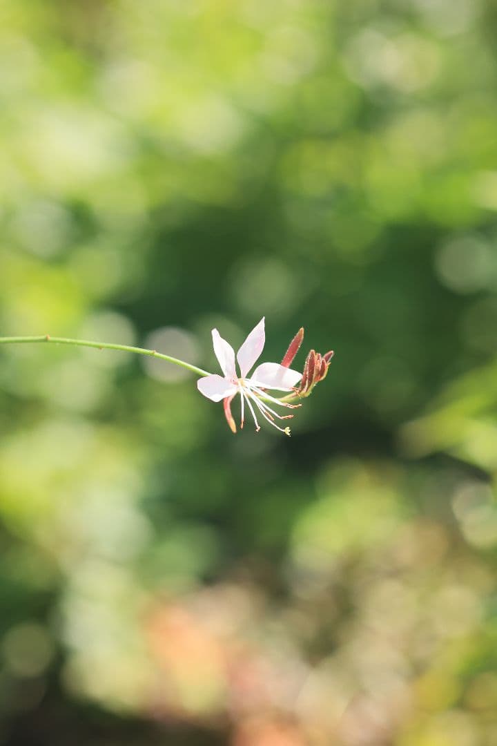 《銘玉》TAMRON SP 90mm F2.5 52B 【良品】