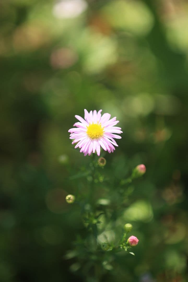 《銘玉》TAMRON SP 90mm F2.5 52B 【良品】
