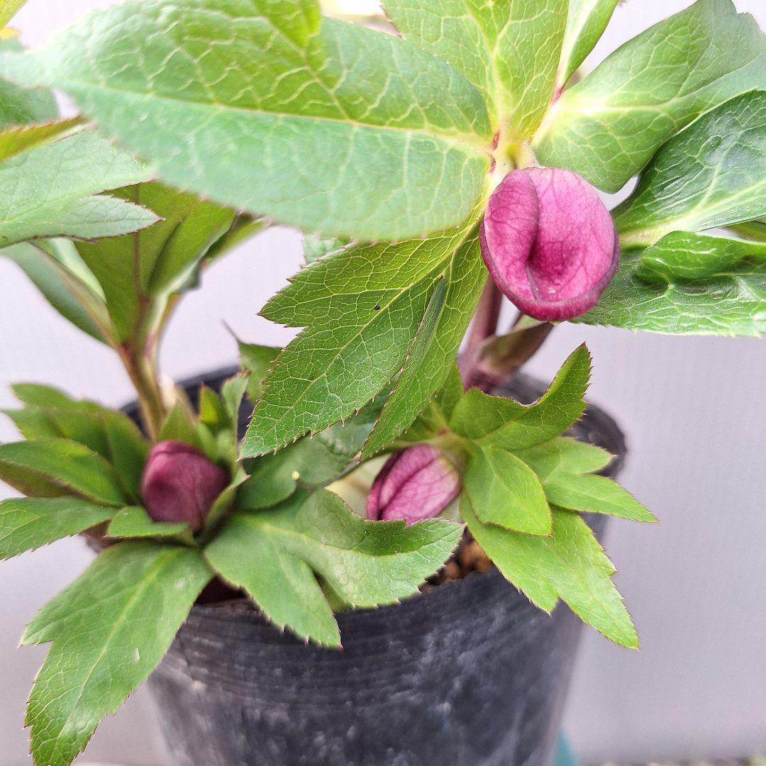 26-11 クリスマスローズ 2ポットセット