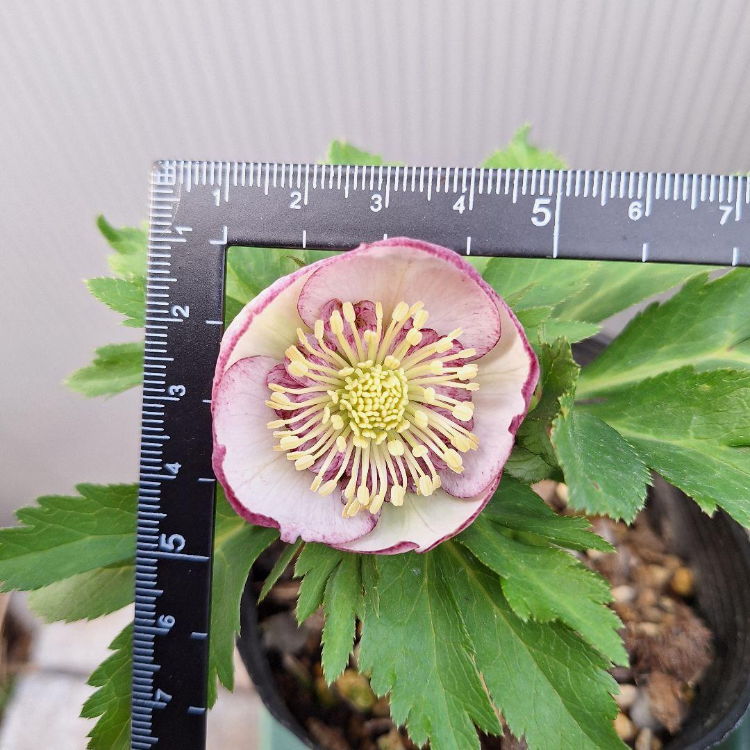 26-11 クリスマスローズ 2ポットセット