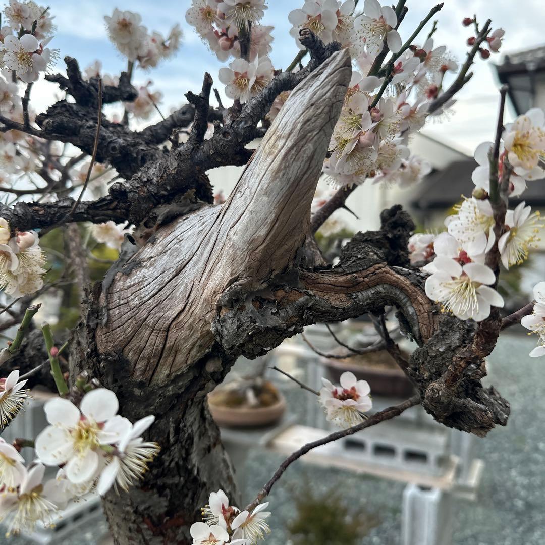 甲州野梅　山木　白花　極太幹27cm