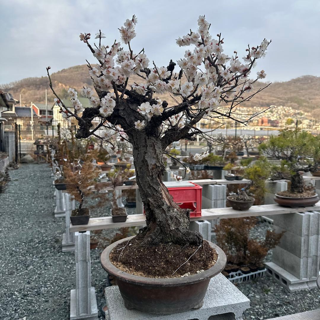 甲州野梅　山木　白花　極太幹27cm