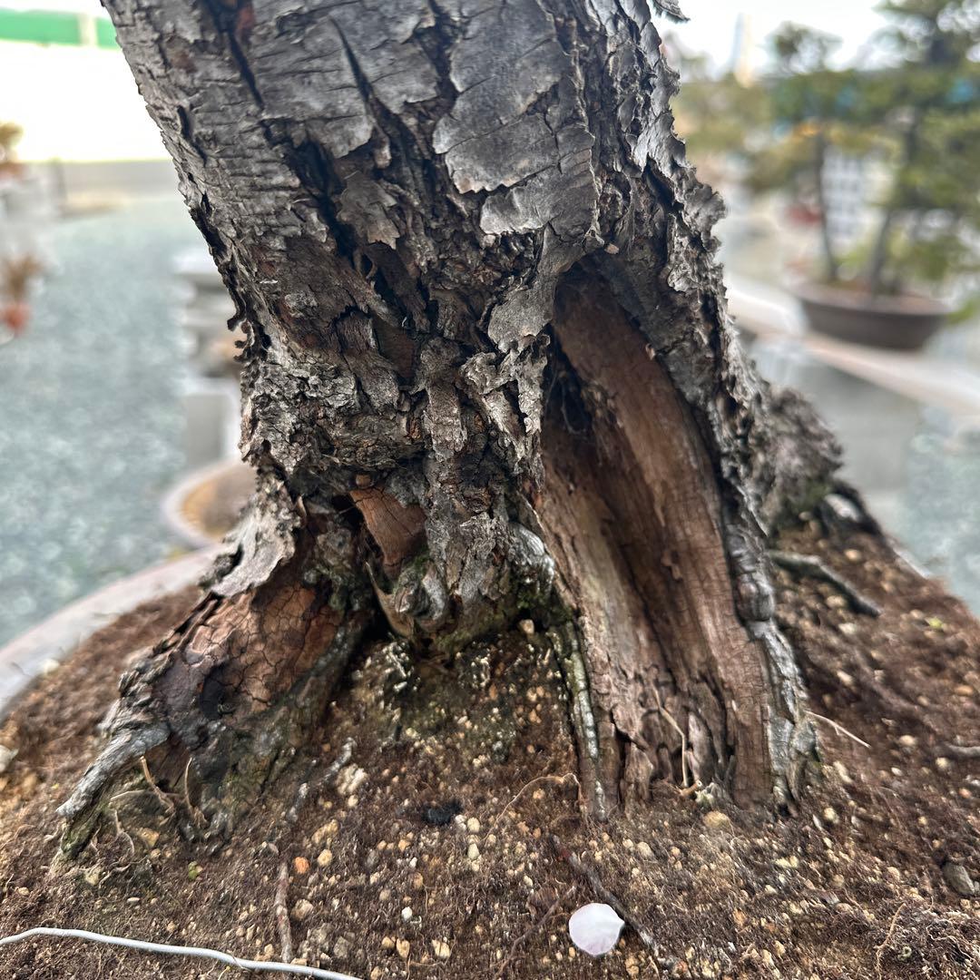 甲州野梅　山木　白花　極太幹27cm
