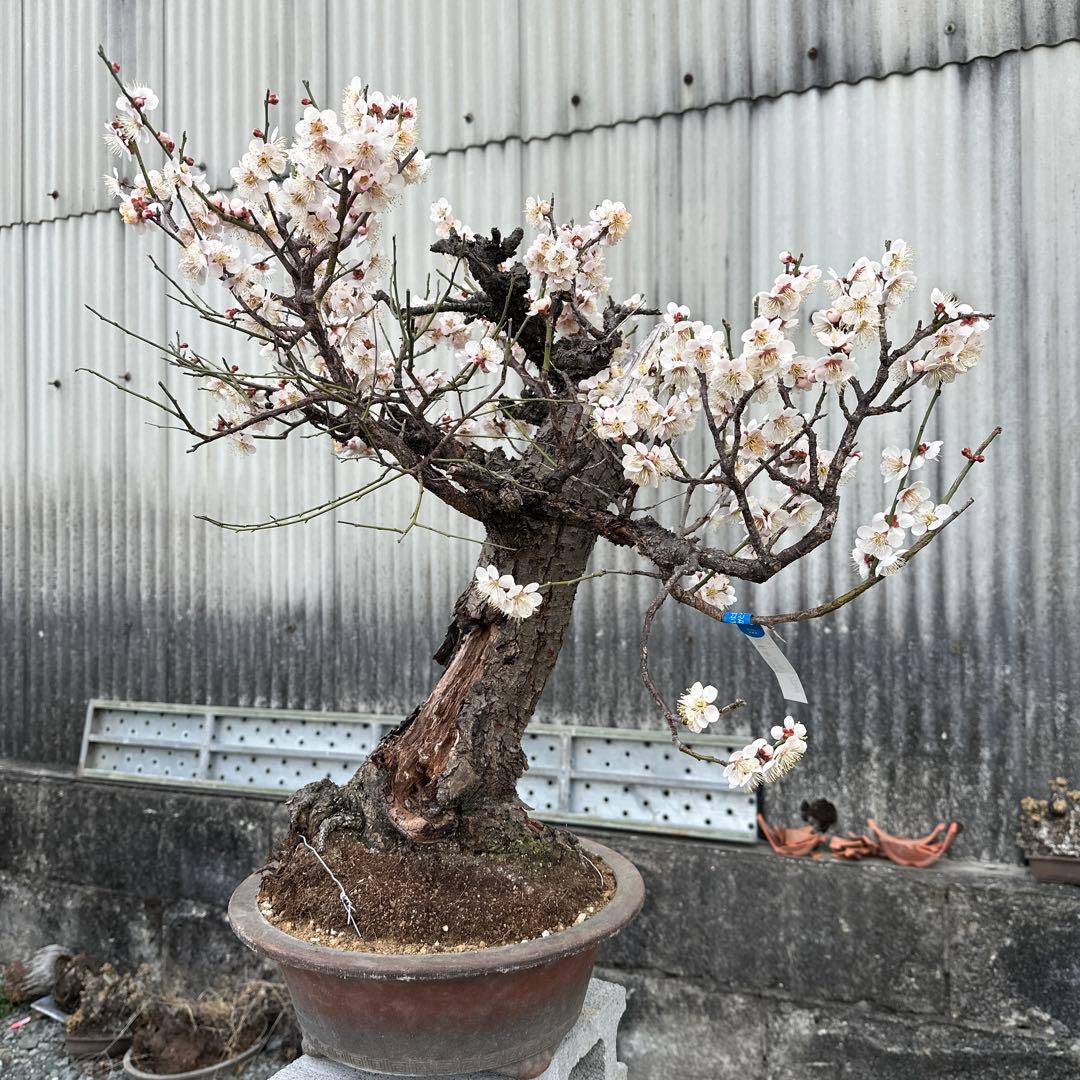 甲州野梅　山木　白花　極太幹27cm