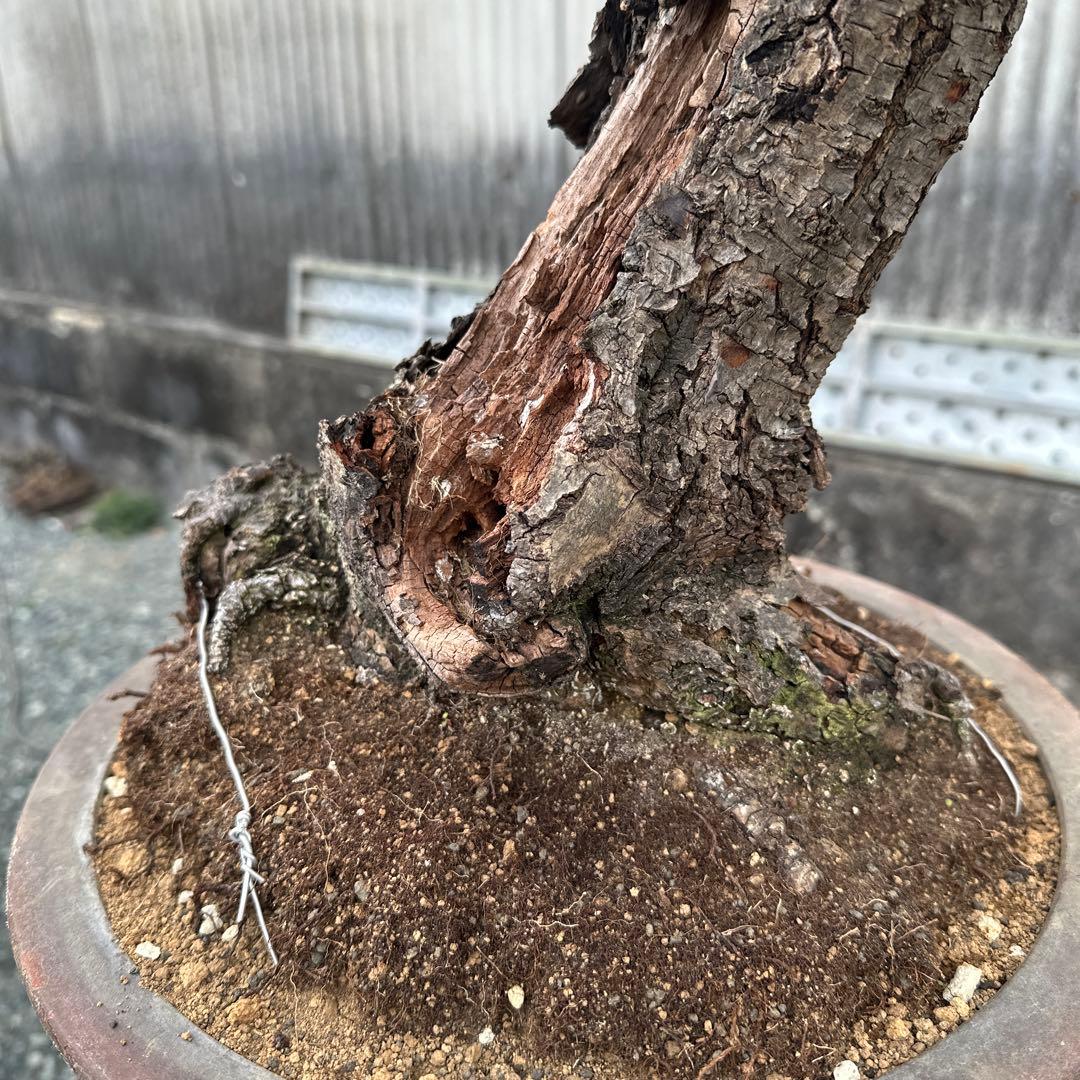 甲州野梅　山木　白花　極太幹27cm