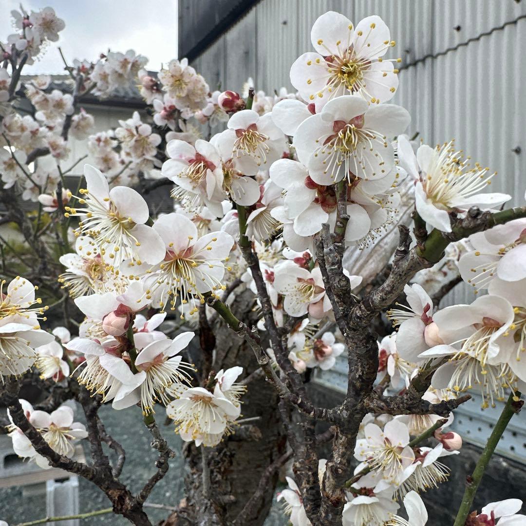 甲州野梅　山木　白花　極太幹27cm