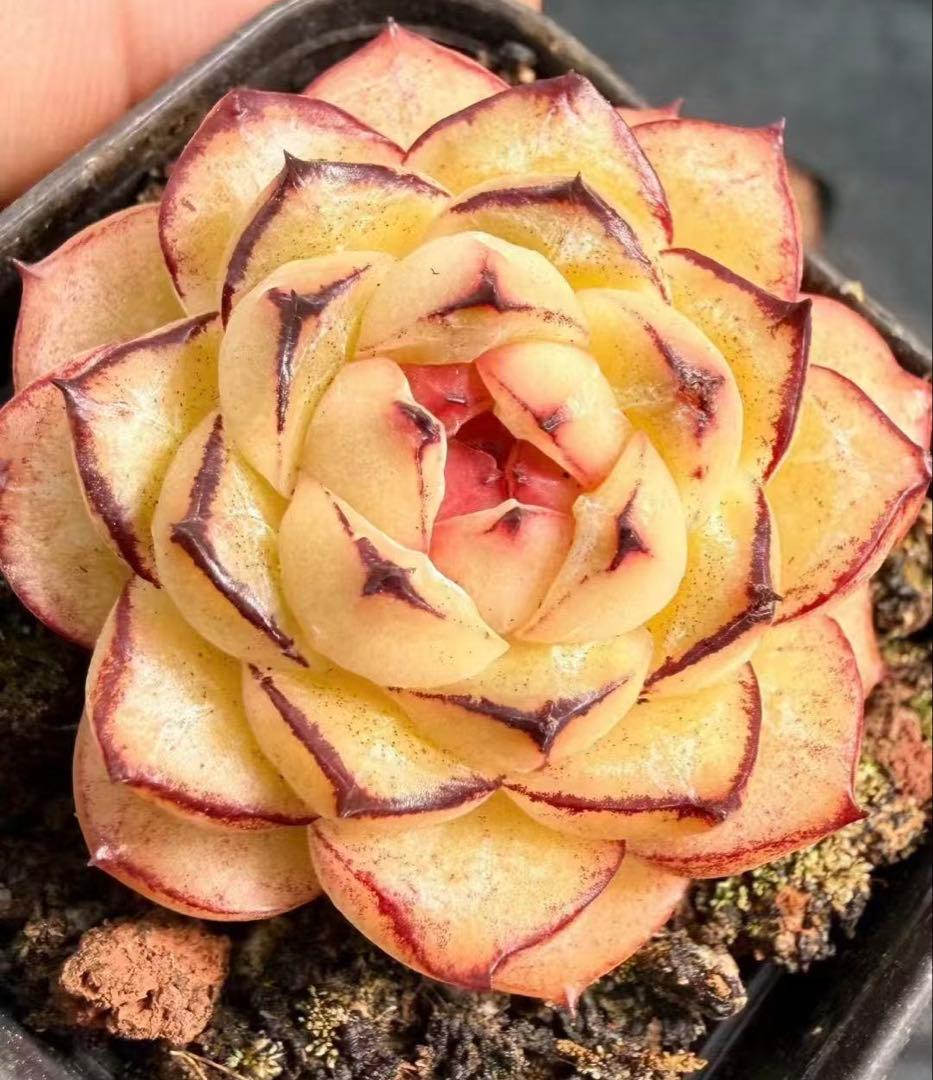 ア*。様 新入荷　ダークエッジもち子　エケベリア　多肉植物　　I苗
