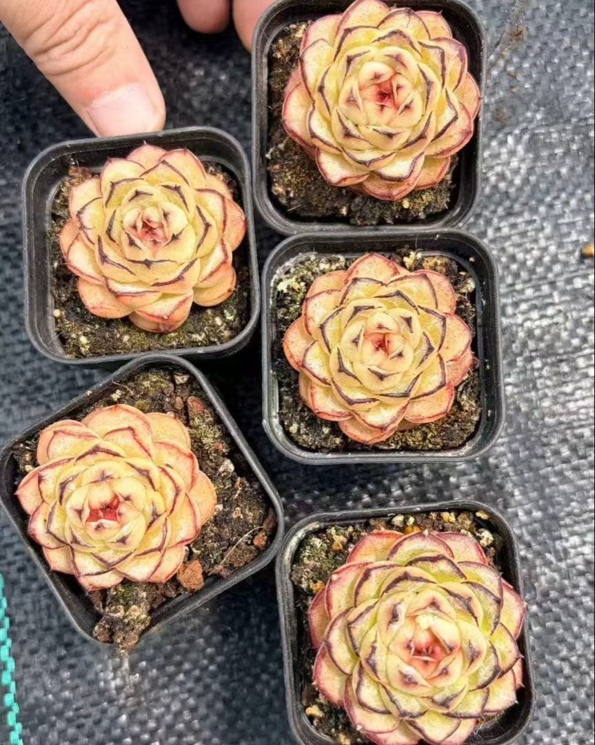 ア*。様 新入荷　ダークエッジもち子　エケベリア　多肉植物　　I苗