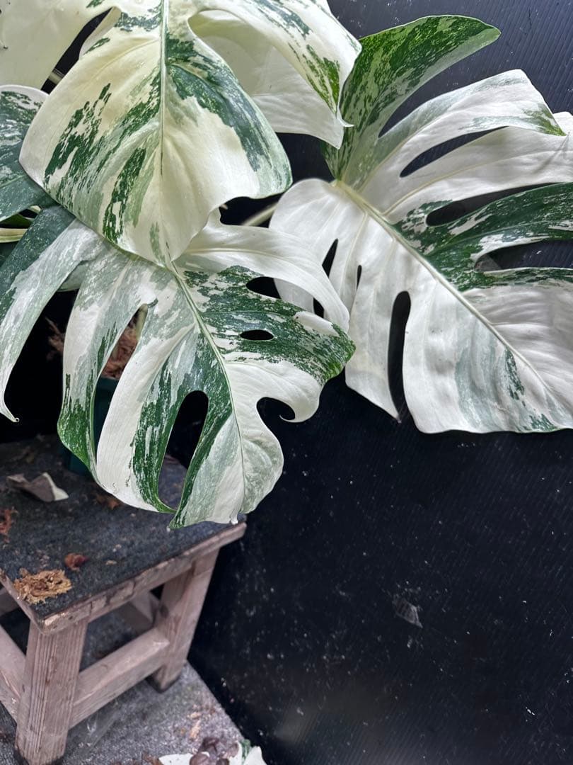 ケ*ン様 斑入りモンステラ ホワイトタイガー極美大株77cm白斑多