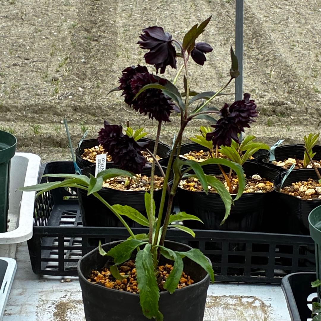 3705☘️親株☘️ダーククレオパトラ⭐️小中輪⭐️超スペシャル多弁⭐️広瀬園芸⭐️