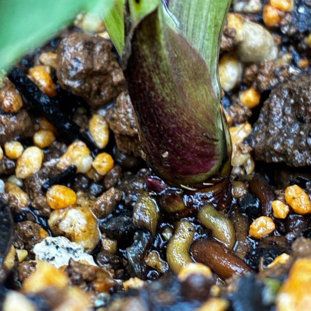 3705☘️親株☘️ダーククレオパトラ⭐️小中輪⭐️超スペシャル多弁⭐️広瀬園芸⭐️