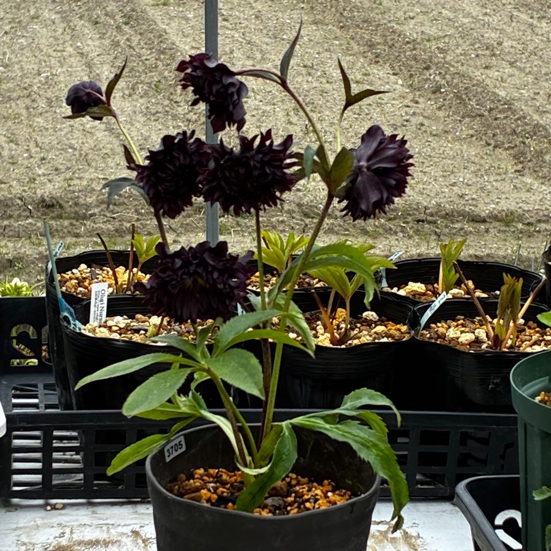 3705☘️親株☘️ダーククレオパトラ⭐️小中輪⭐️超スペシャル多弁⭐️広瀬園芸⭐️