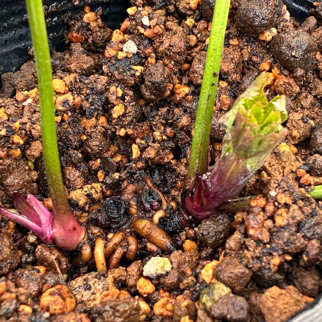 u*0様 ☘️蕾付き☘️3374⭐️強香⭐️小輪⭐️フレグランスダブル⭐️曽田園