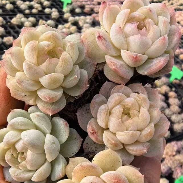 Top【選抜株】多肉植物　25366ピーター　72個　プラグトレー苗