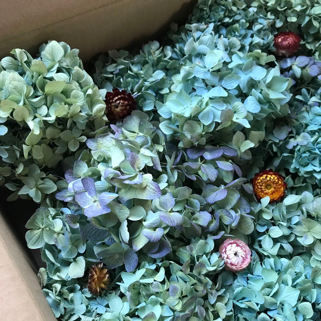 紫陽花ドライフラワー AB品 k10 タイムセール 120サイズ 北海道産