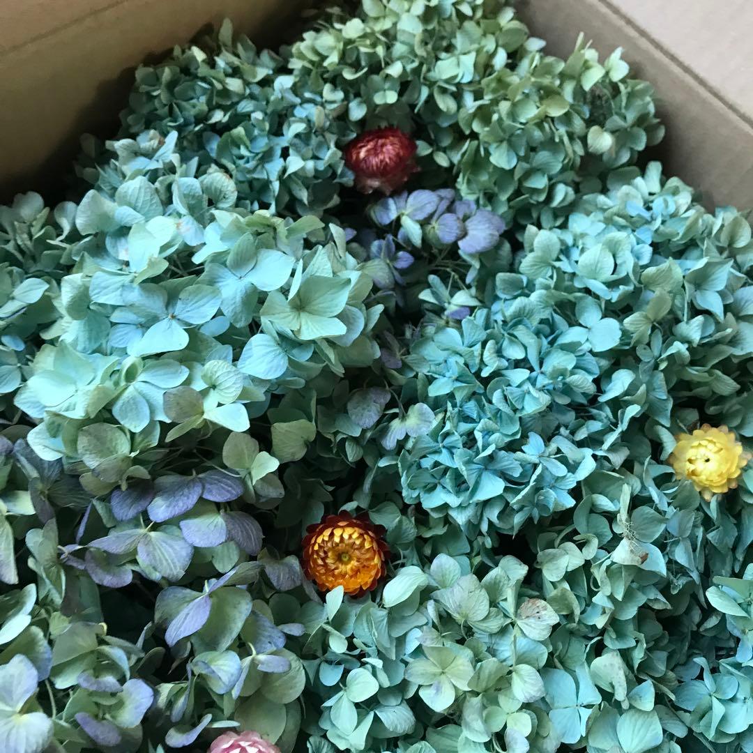 紫陽花ドライフラワー AB品 k10 タイムセール 120サイズ 北海道産