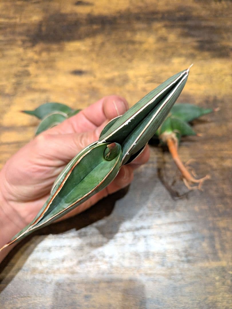 パ*ペ様 ① サンスベリア　ロリダ　3株セット　希少輸入株　極上　ユーフォルビア