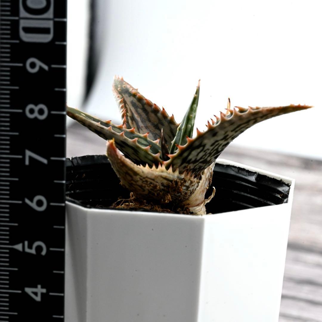 アロエ ペッキー×ヘミンギー 多肉植物 1081