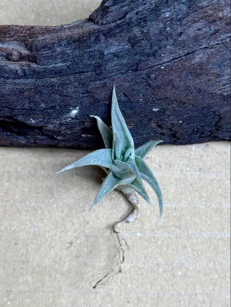 ブロメリア・エアープランツ Tillandsia edithiae Green Form