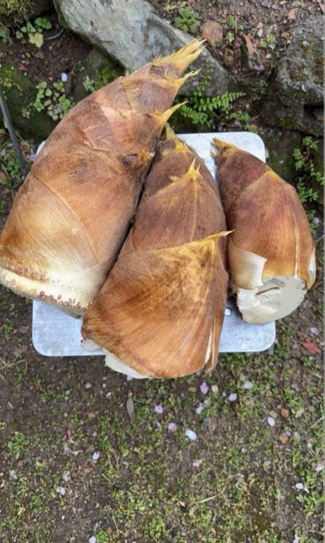 愛媛県産　白子タケノコ３キロ＋おまけ　米糠付き　pono　リピーター様割引