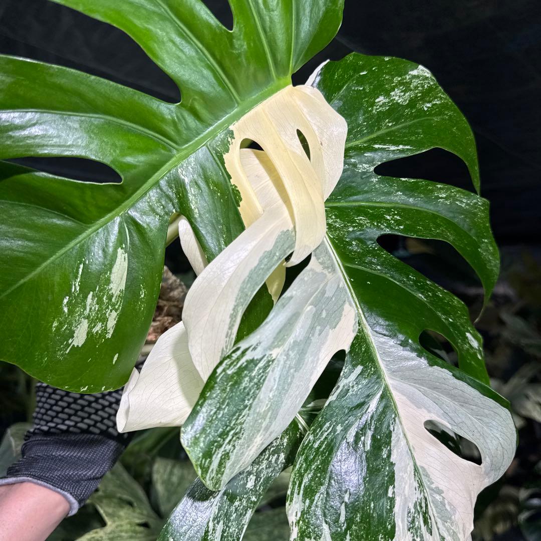 AF3 モンステラ　ボルギシアナ　アルボ　ホワイトタイガー白斑　健康カット苗