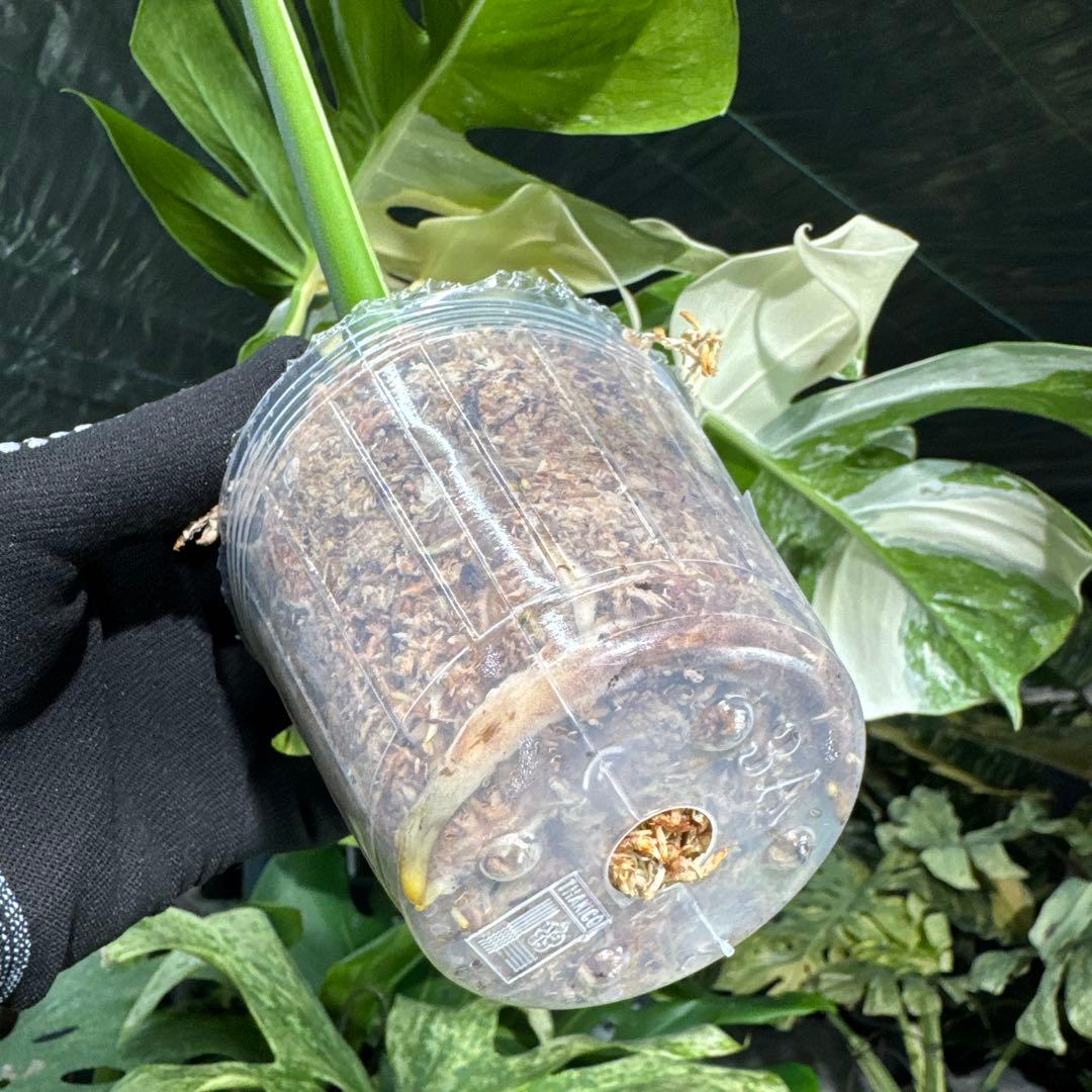 AF3 モンステラ　ボルギシアナ　アルボ　ホワイトタイガー白斑　健康カット苗