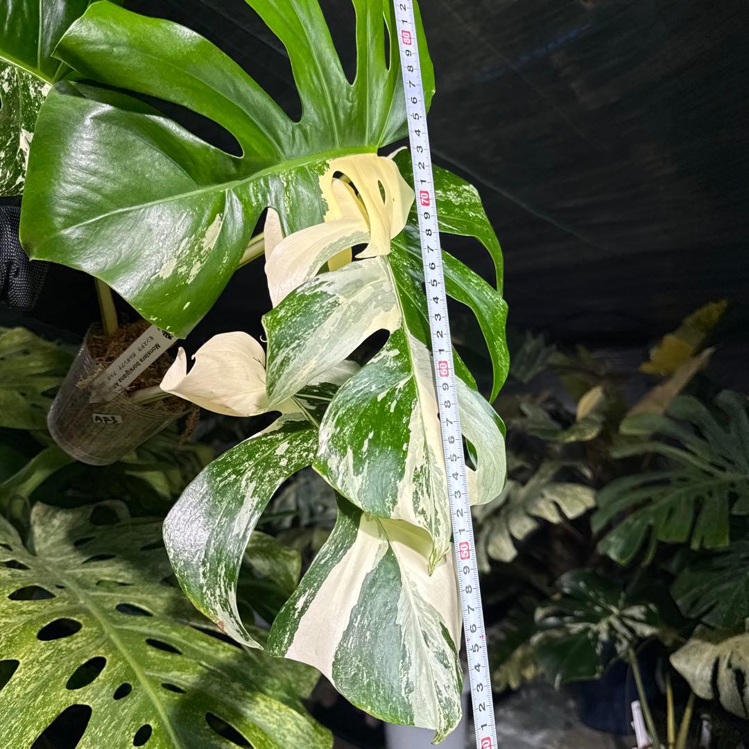 AF3 モンステラ　ボルギシアナ　アルボ　ホワイトタイガー白斑　健康カット苗