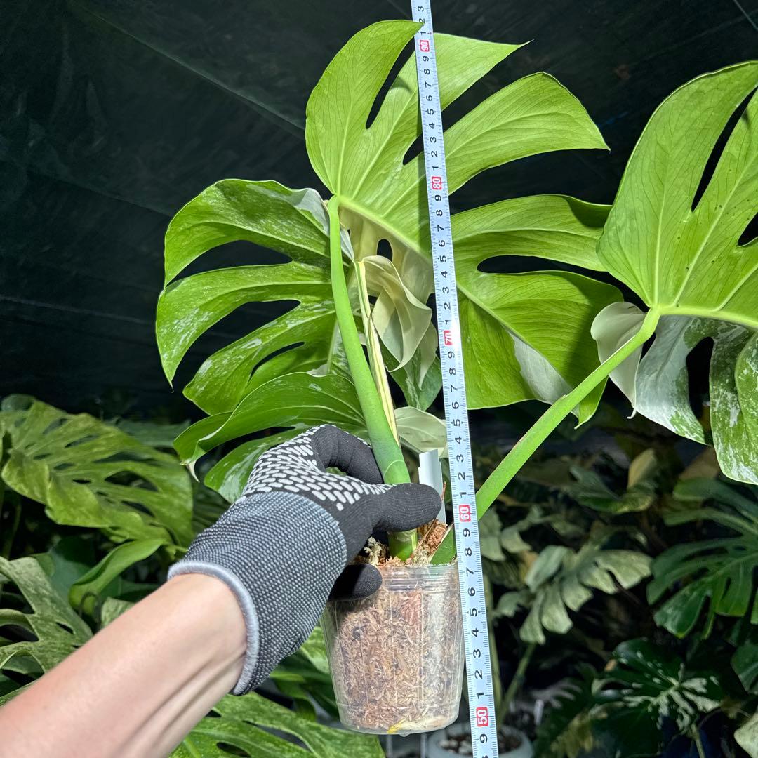 AF3 モンステラ　ボルギシアナ　アルボ　ホワイトタイガー白斑　健康カット苗