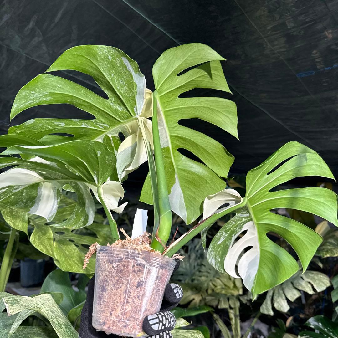 AF3 モンステラ　ボルギシアナ　アルボ　ホワイトタイガー白斑　健康カット苗