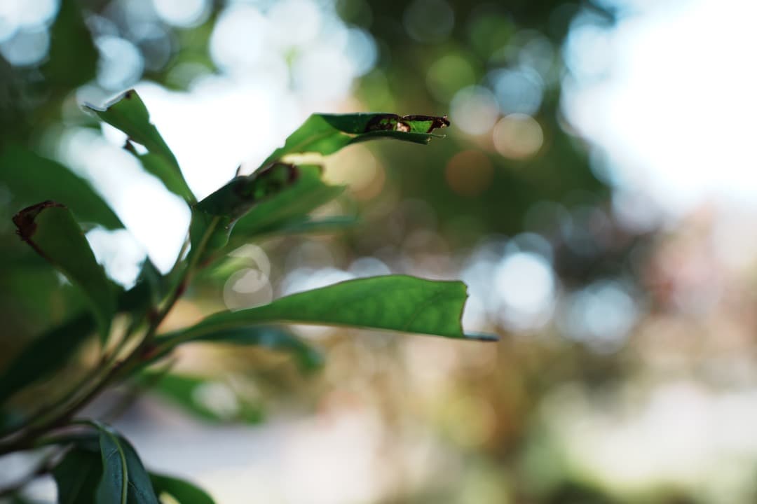 【未使用級】SONY SEL1635GM Gマスター F2.8 風景 星景 広角