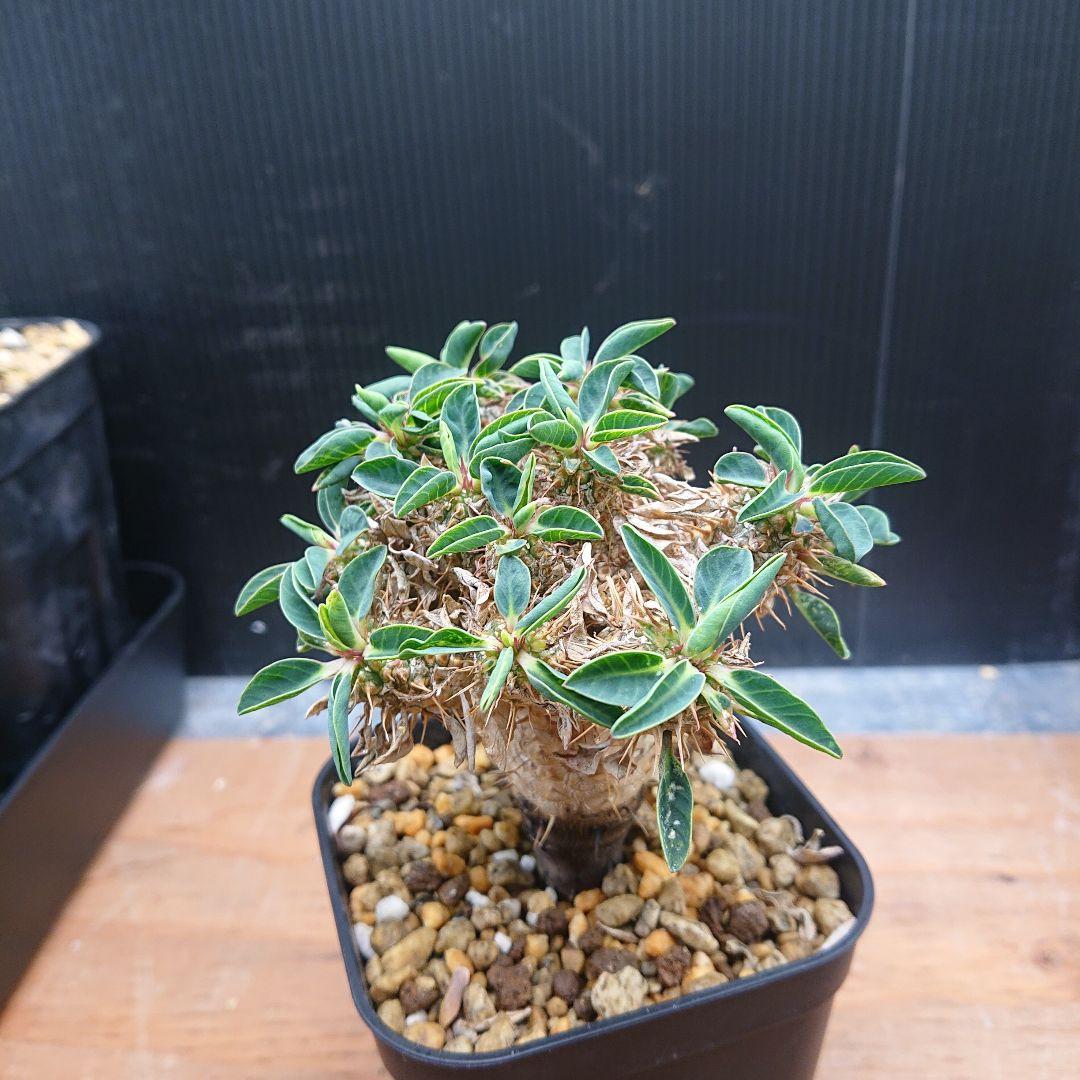 ユーフォルビア ギラウミニアナ実生 ②塊根植物 パキプス グラキリスコ