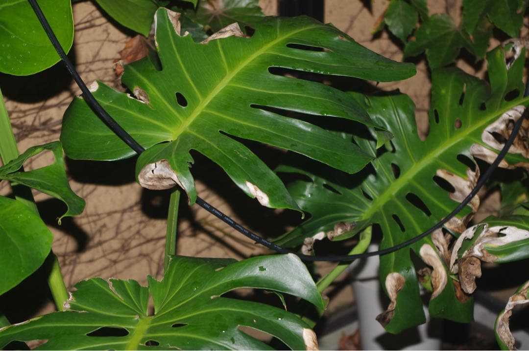 ［金龍］【ジャンク品】PENTAX K- xデジタル一眼レフ　レンズ2本付