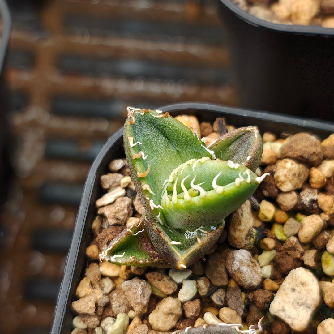 アガベ　白毫刺　子株①