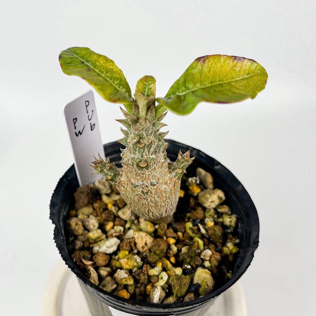 国内実生 パキポディウム・ウィンゾリー 10